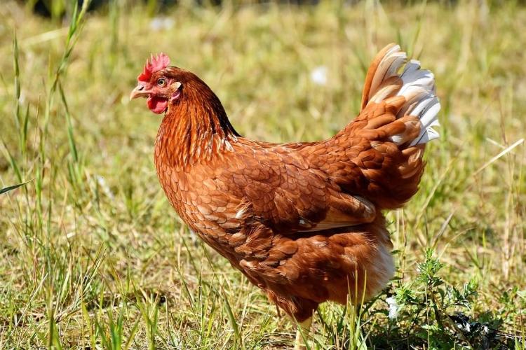 The Popular 10 of Ancient Egyptian Food: Poultry products
