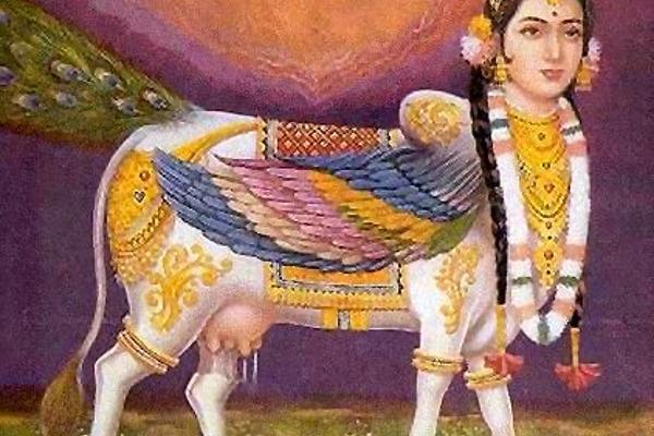 Kamadhenu: the Mother of All Cows
