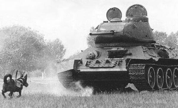Anti-TankDog